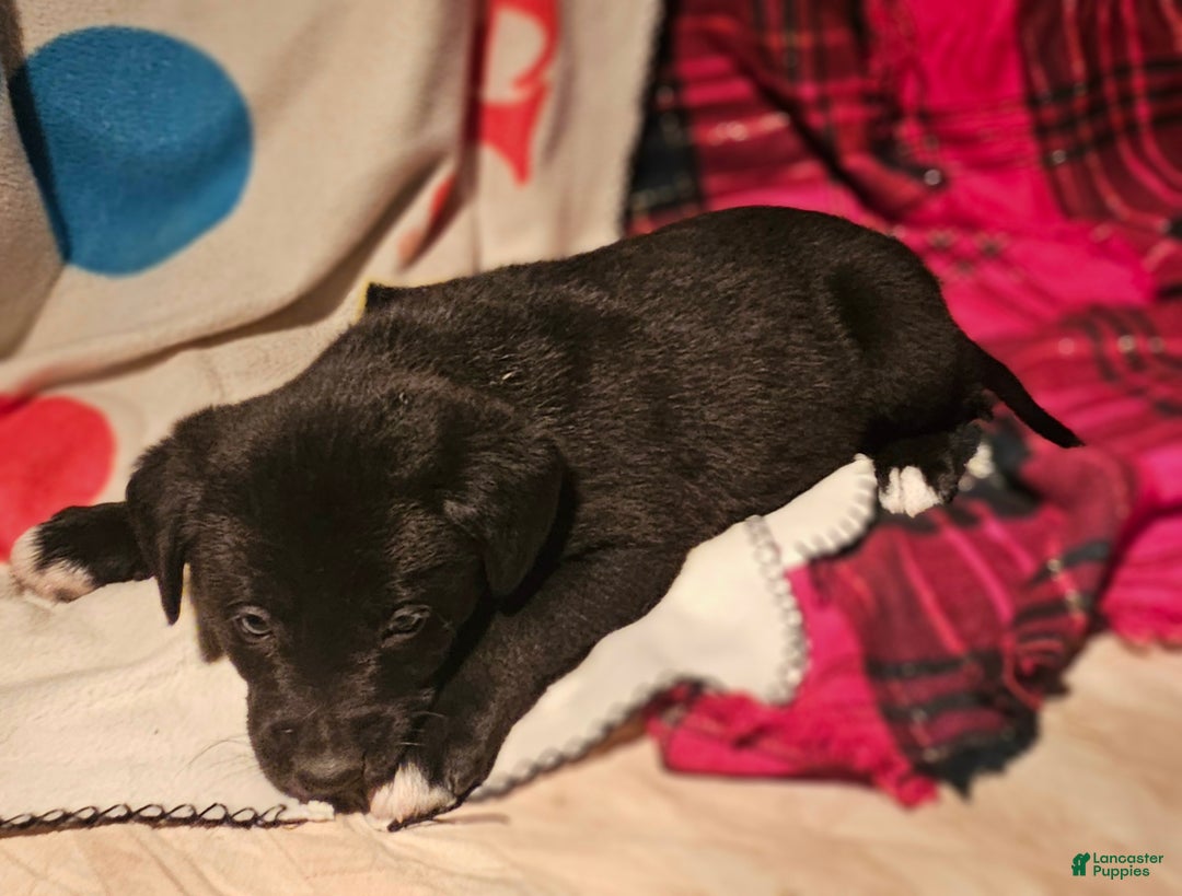 Border Collie dogs for sale: Joker - Ad 8