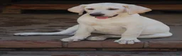 Labrador Retriever dogs for sale: Céline  - Ad 4