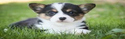 Welsh Corgi Pembroke dogs for sale: Olaf - Ad 8