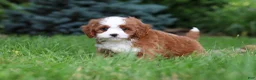 Cavapoo dogs for sale: Maverick - Ad 5