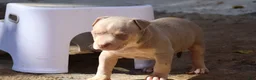 American Bully dogs for sale: Tampa - Ad 7