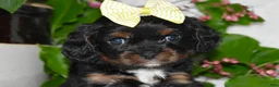 Cavalier King Charles Spaniel dogs for sale: Cavalier King Charles Spaniel 4 - Ad 5