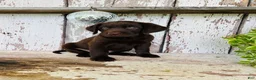 Labrador Retriever dogs for sale: Sage - Ad 5