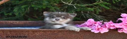 Pomeranian dogs for sale: Jill - Ad 3