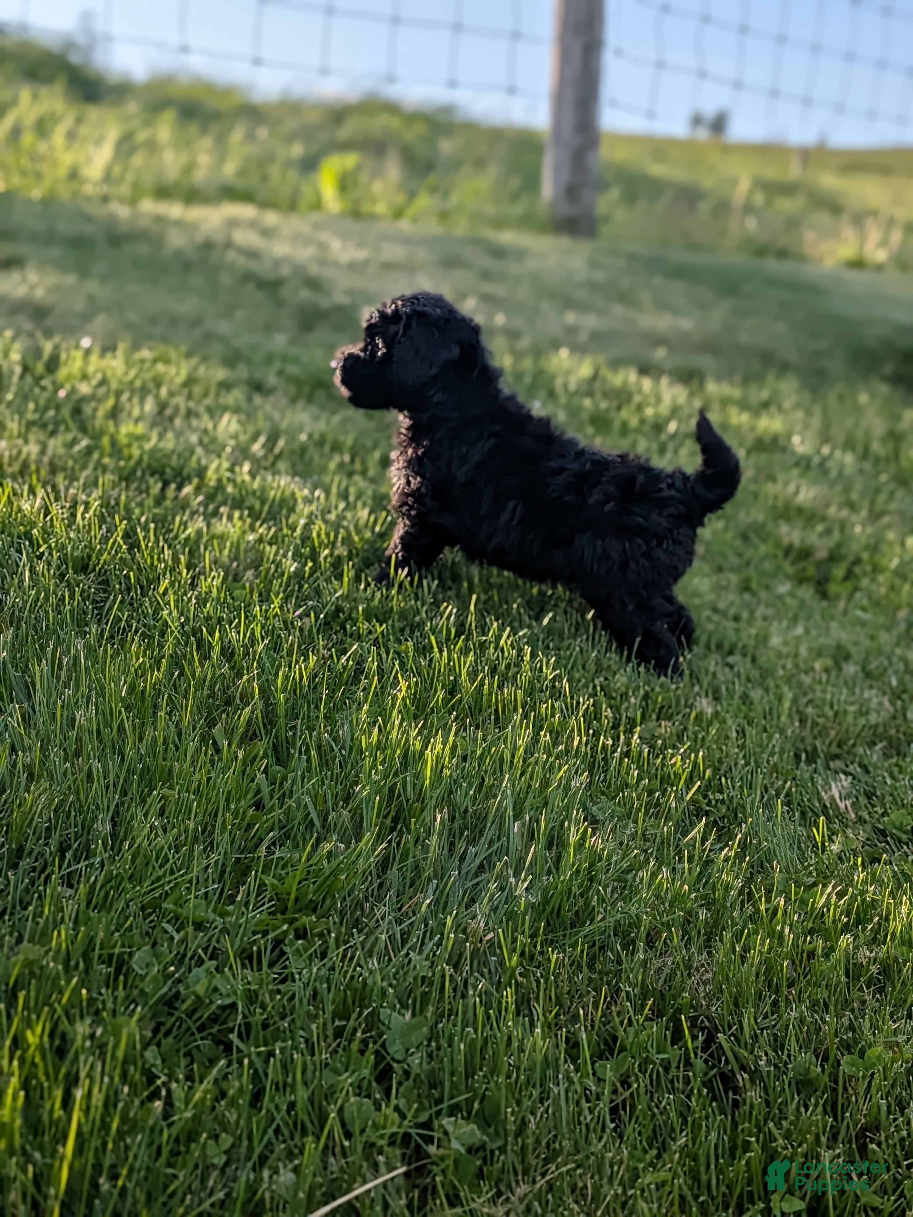 Miniature Poodle dogs Chase - Ad 2