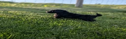 Miniature Poodle dogs for sale: Miniature Poodle Puppy 2 - Ad 2