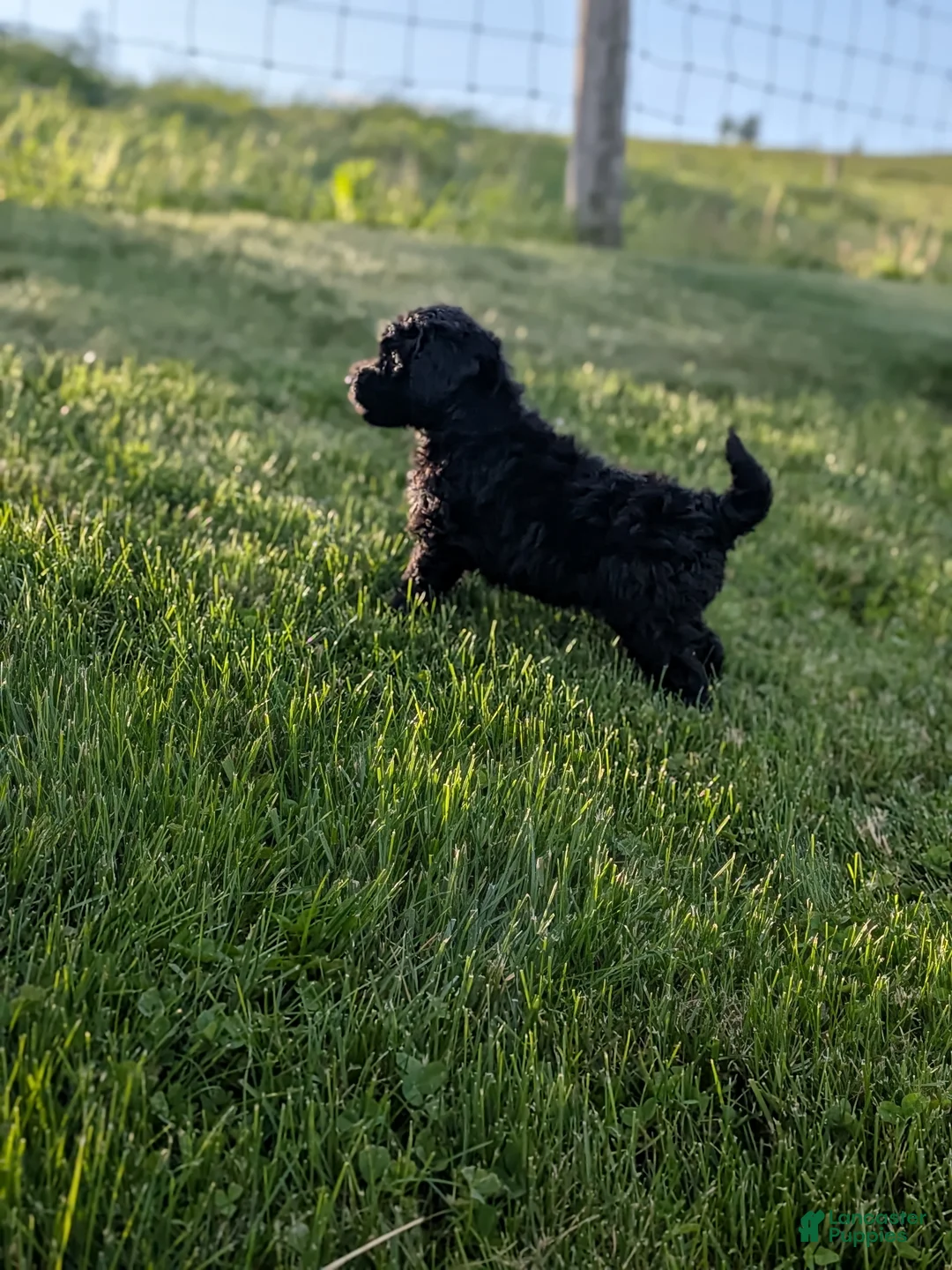 Miniature Poodle dogs for sale: Miniature Poodle Puppy 2 - Ad 2