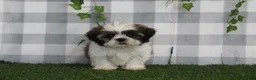 Shih Tzu dogs for sale: Asher - Ad 2