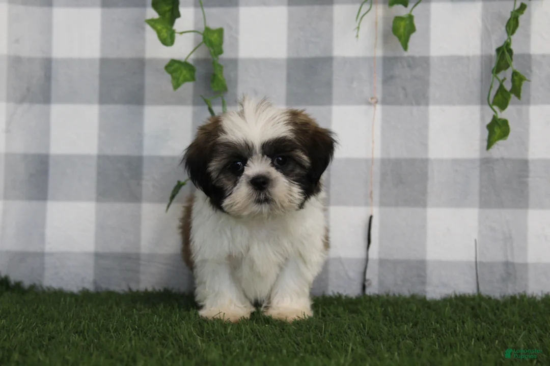 Shih Tzu dogs for sale: Asher - Ad 2