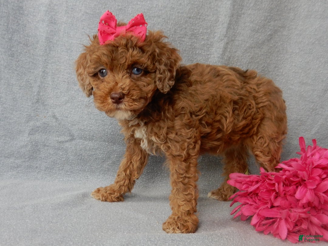 Cockapoo dogs for sale: Betsie - Ad 4