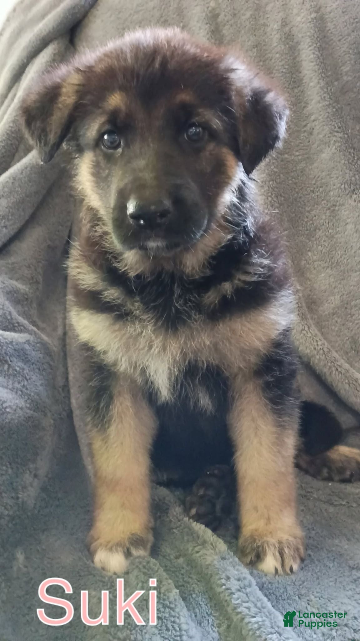 German Shepherd dogs Suki - Ad 1