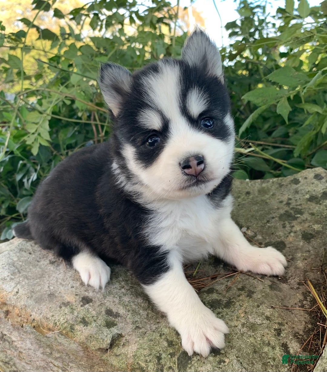 Alaskan Klee Kai dogs for sale: 🎄Wolf is reserved…Check out our other puppies! - Ad 4