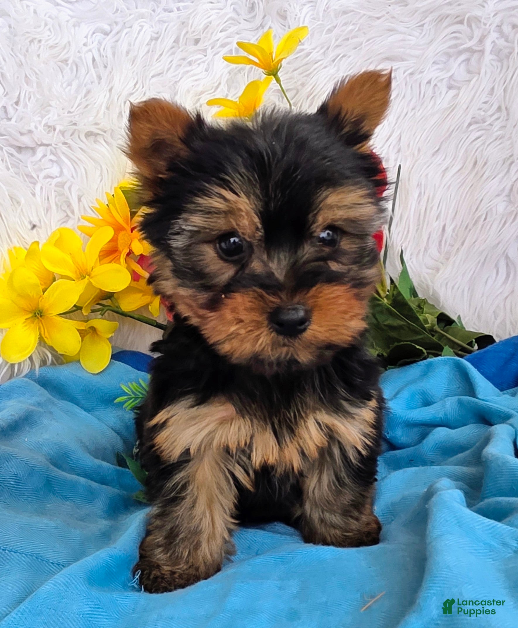 Yorkshire Terrier dogs for sale: Buddy - Ad 1