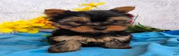 Yorkshire Terrier dogs for sale: Buddy - Ad 1
