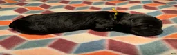 Giant Schnauzer dogs for sale: Merlot - Ad 4