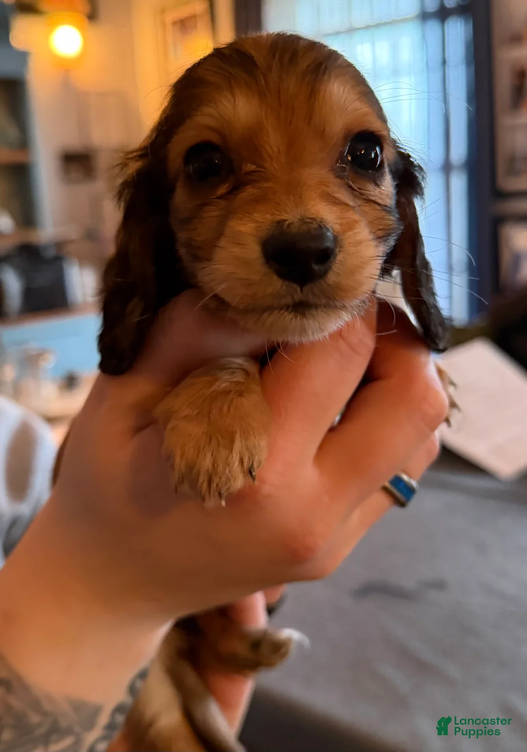 Miniature Dachshund dogs for sale: CReam  - Ad 34