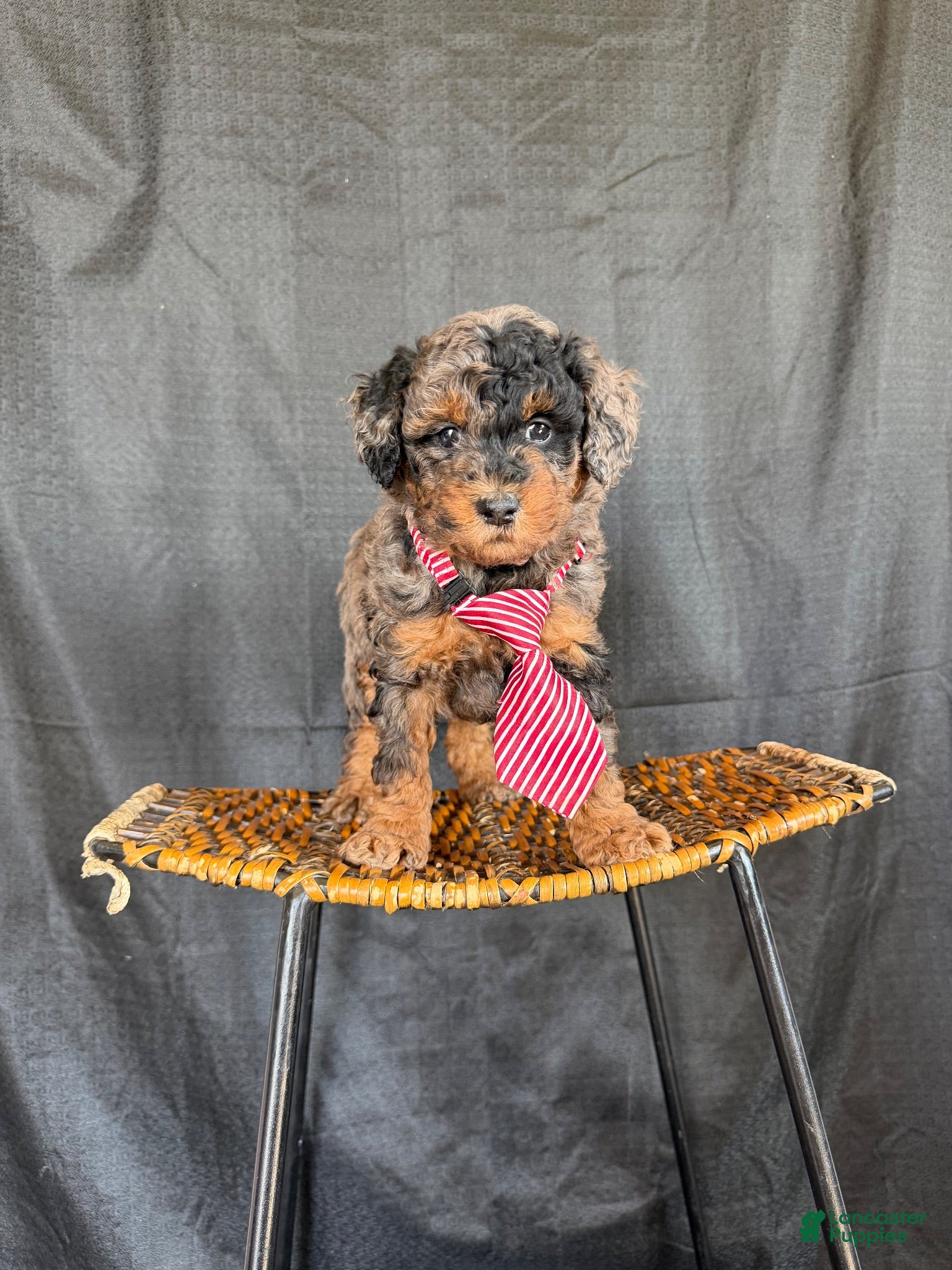 Miniature Poodle dogs Akc Clear genetics Blue Merle Phantom Boy 💙 - Ad 33