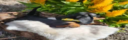 Miniature Dachshund dogs for sale: Zara - Ad 11