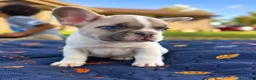 French Bulldog dogs for sale: CODI - Ad 6