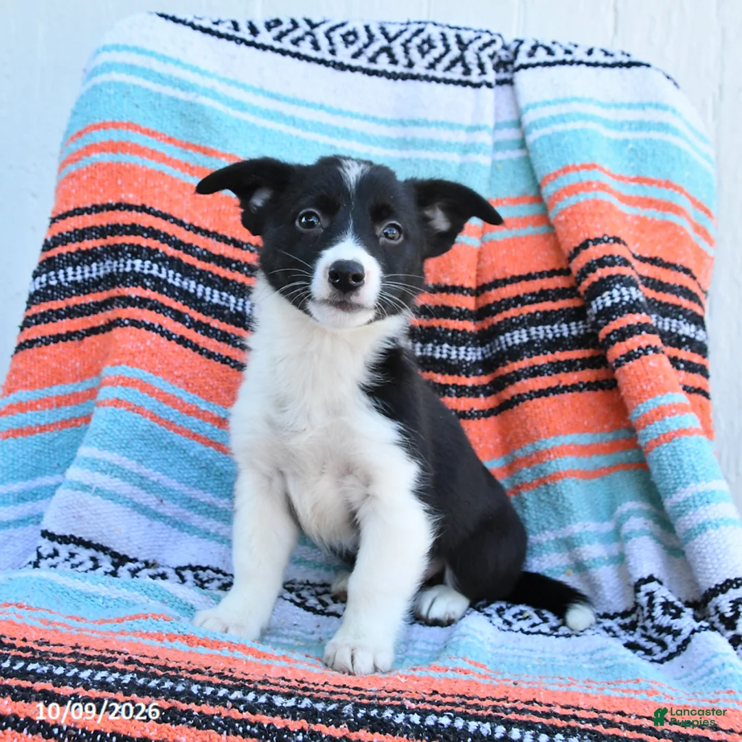 Mixed Breed dogs for sale: Rein - Ad 1