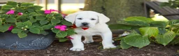 Labrador Retriever dogs for sale: Stormy - Ad 8