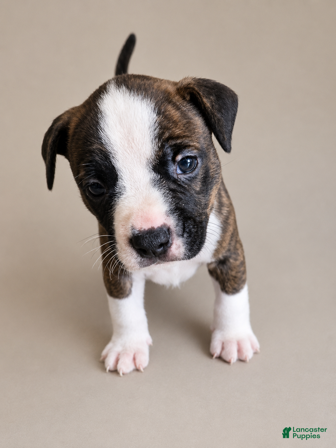 American Pit Bull Terrier dogs American Pit Bull Terrier 4 - Ad 16