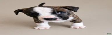 American Pit Bull Terrier 4