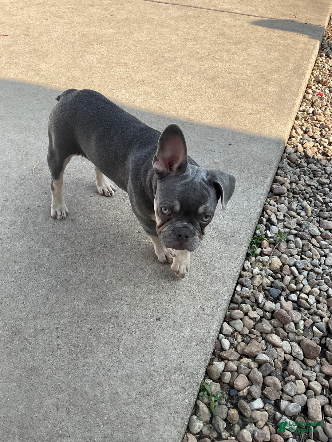 French Bulldog dogs for sale: French Bulldog 1 - Ad 2