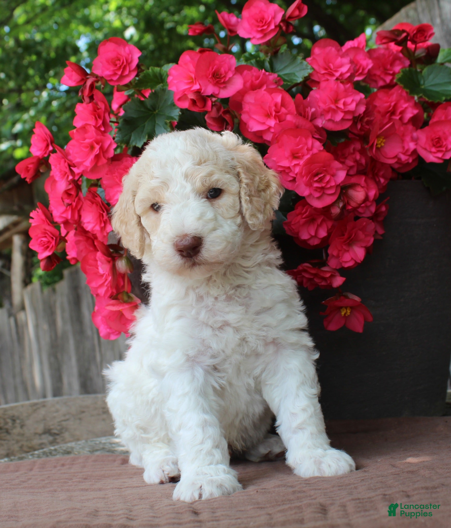 Standard Poodle dogs Pebble AKC Standard Poodle - Ad 1