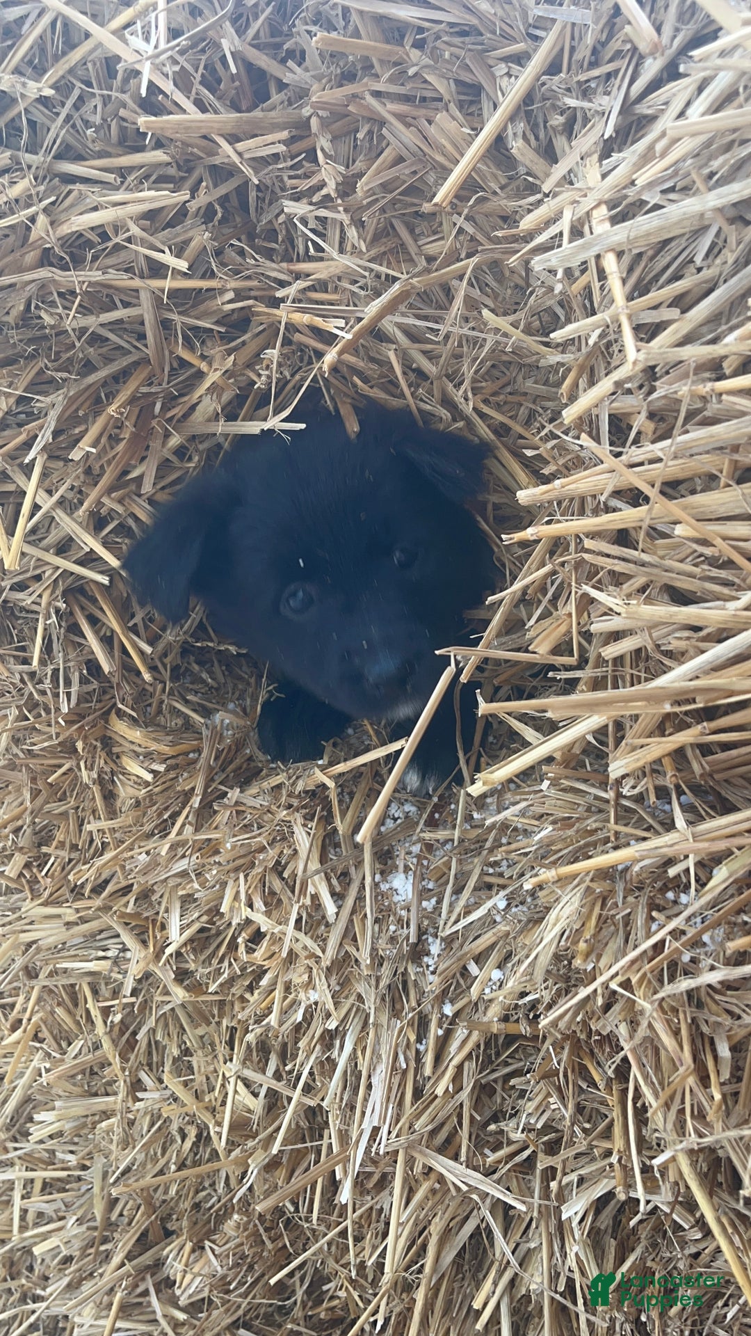 Mixed Breed dogs for sale: Belle - Ad 3