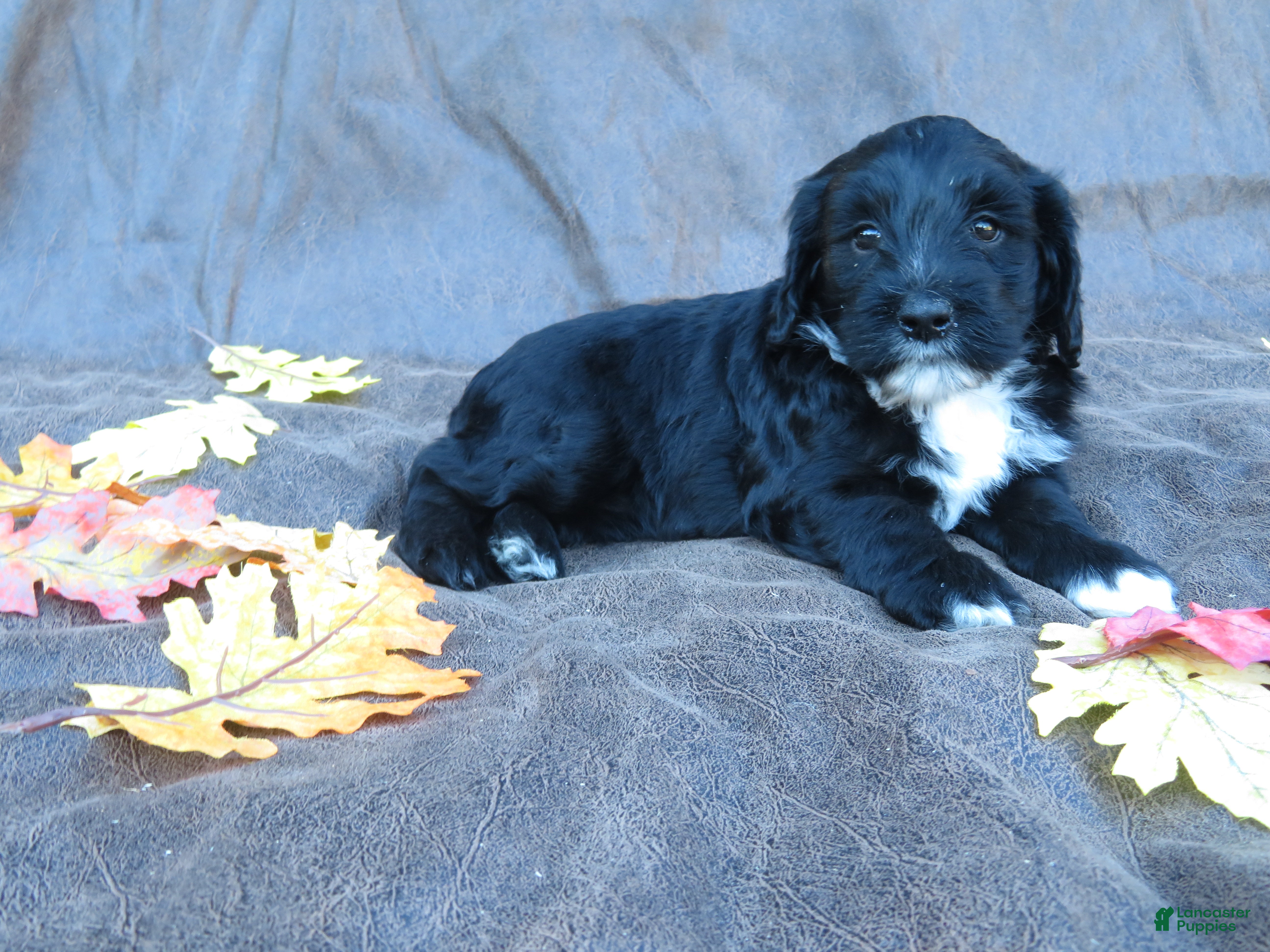 Mixed Breed dogs for sale: Mia - Ad 2