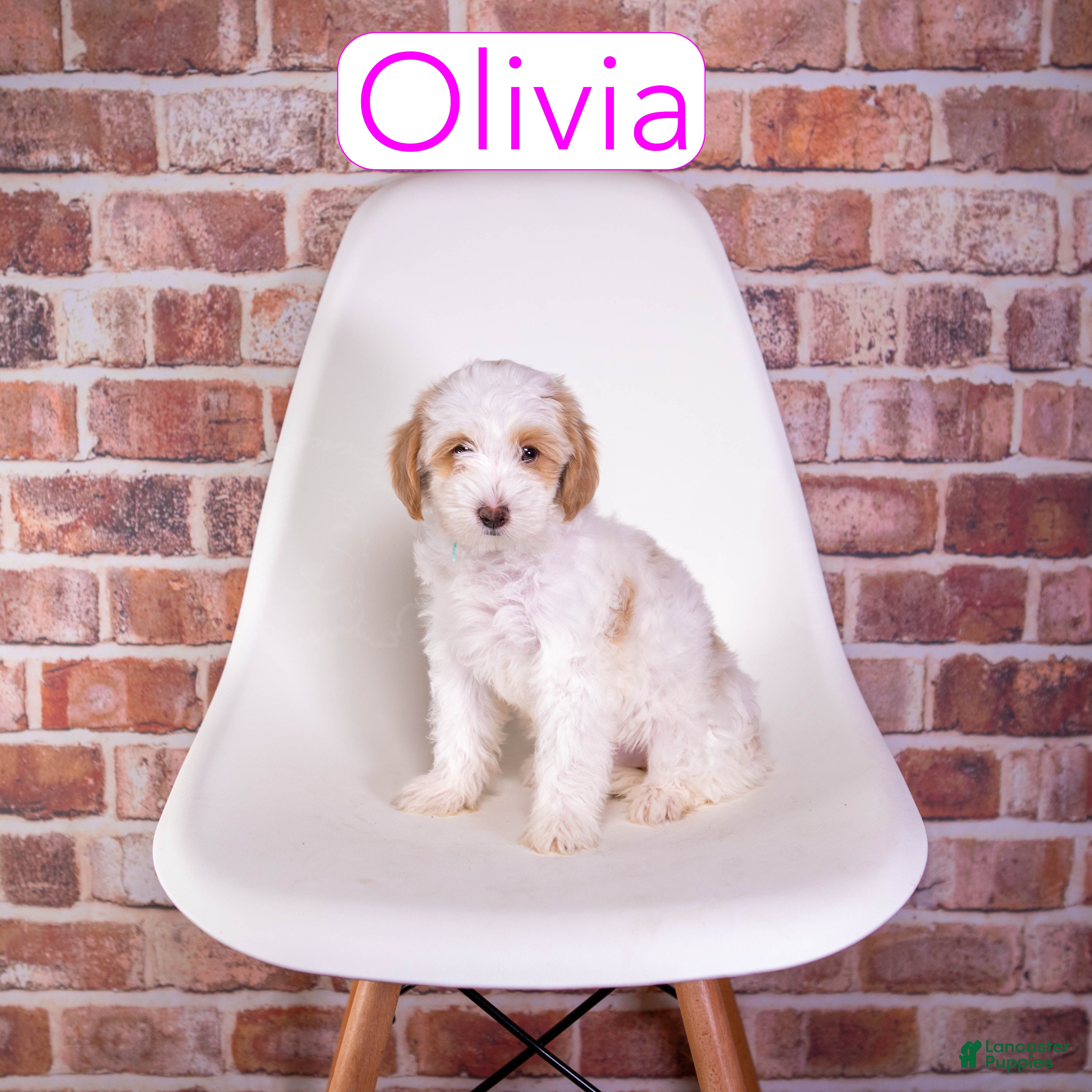 Mini Goldendoodle dogs Mini Goldendoodle 3 - Ad 36