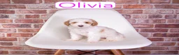 Mini Goldendoodle dogs for sale: Mini Goldendoodle 3 - Ad 1