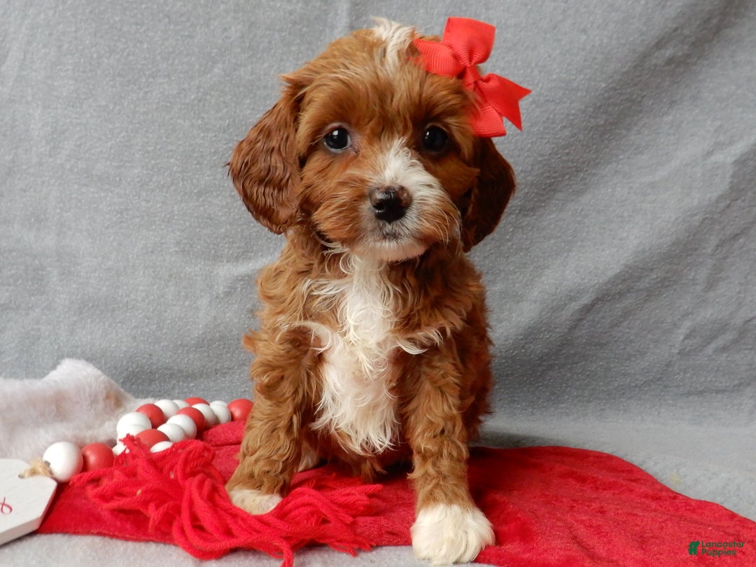 Cavapoo dogs for sale: Noelle - Ad 2