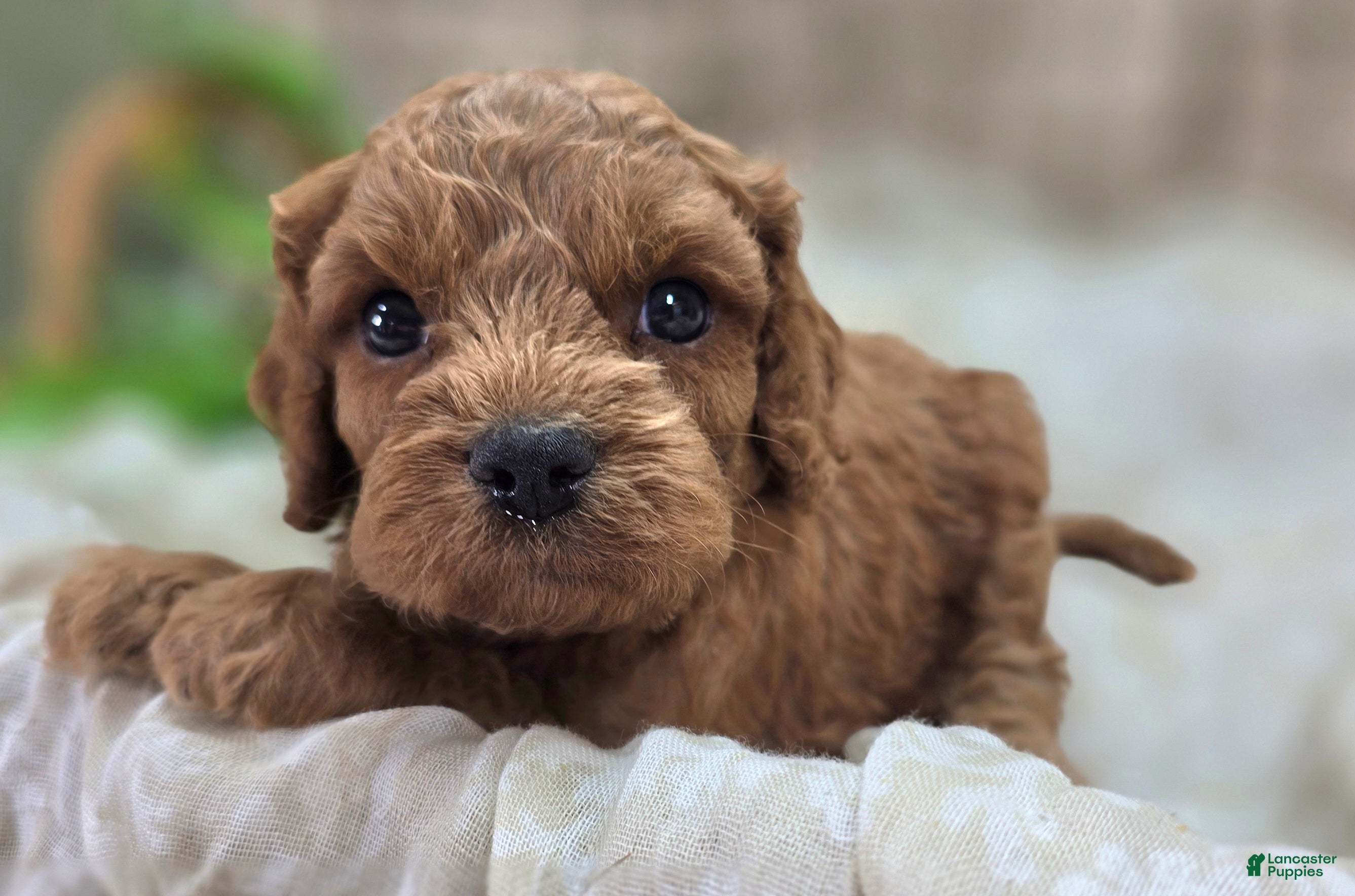 Cockapoo dogs Nigel - Ad 23