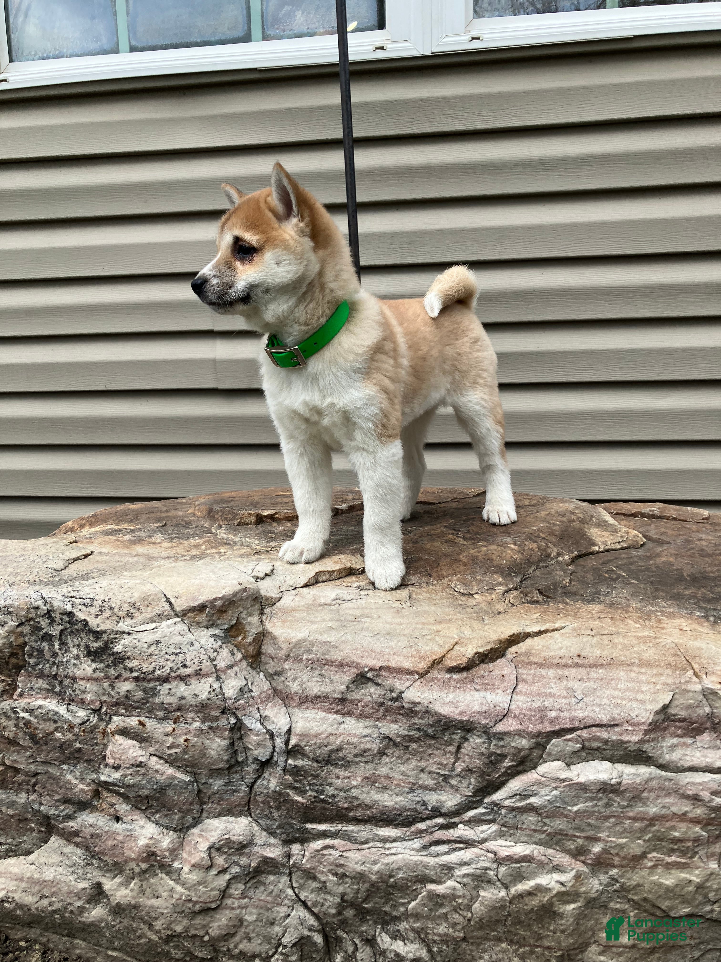 Shiba Inu dogs Awesome - Ad 1