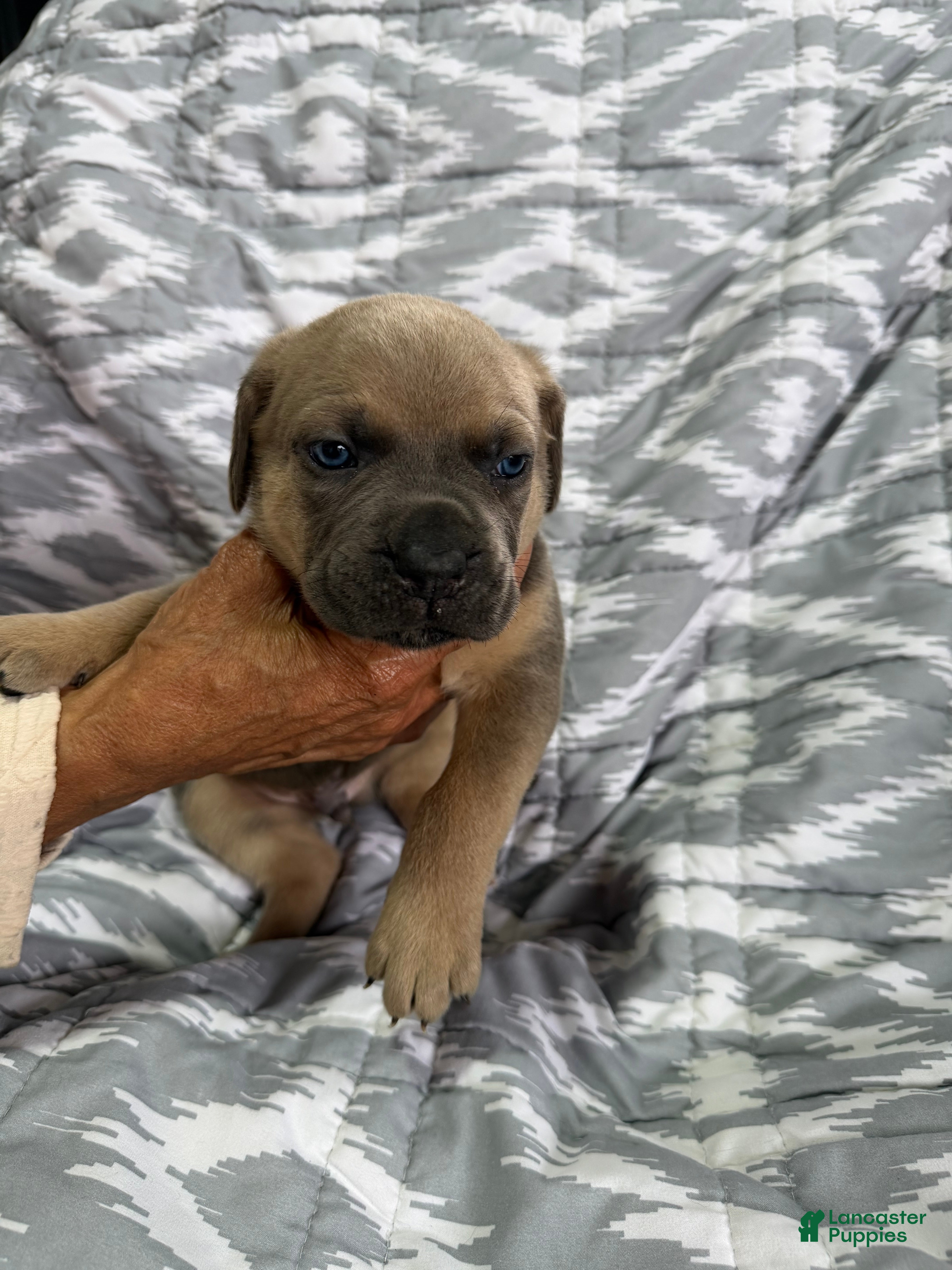Cane Corso dogs Zeus - Ad 1