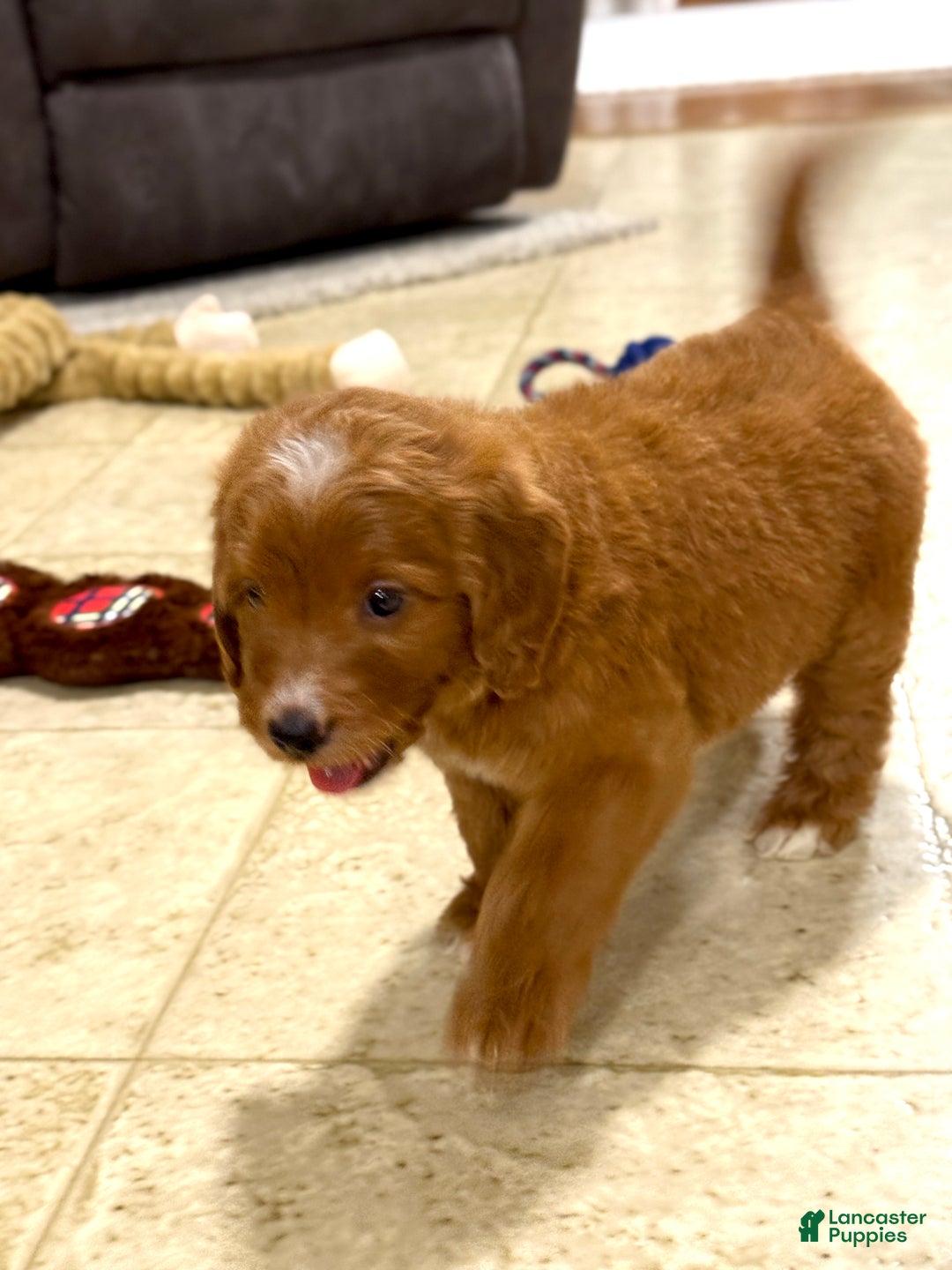 Goldendoodle dogs for sale: Penny - Ad 2