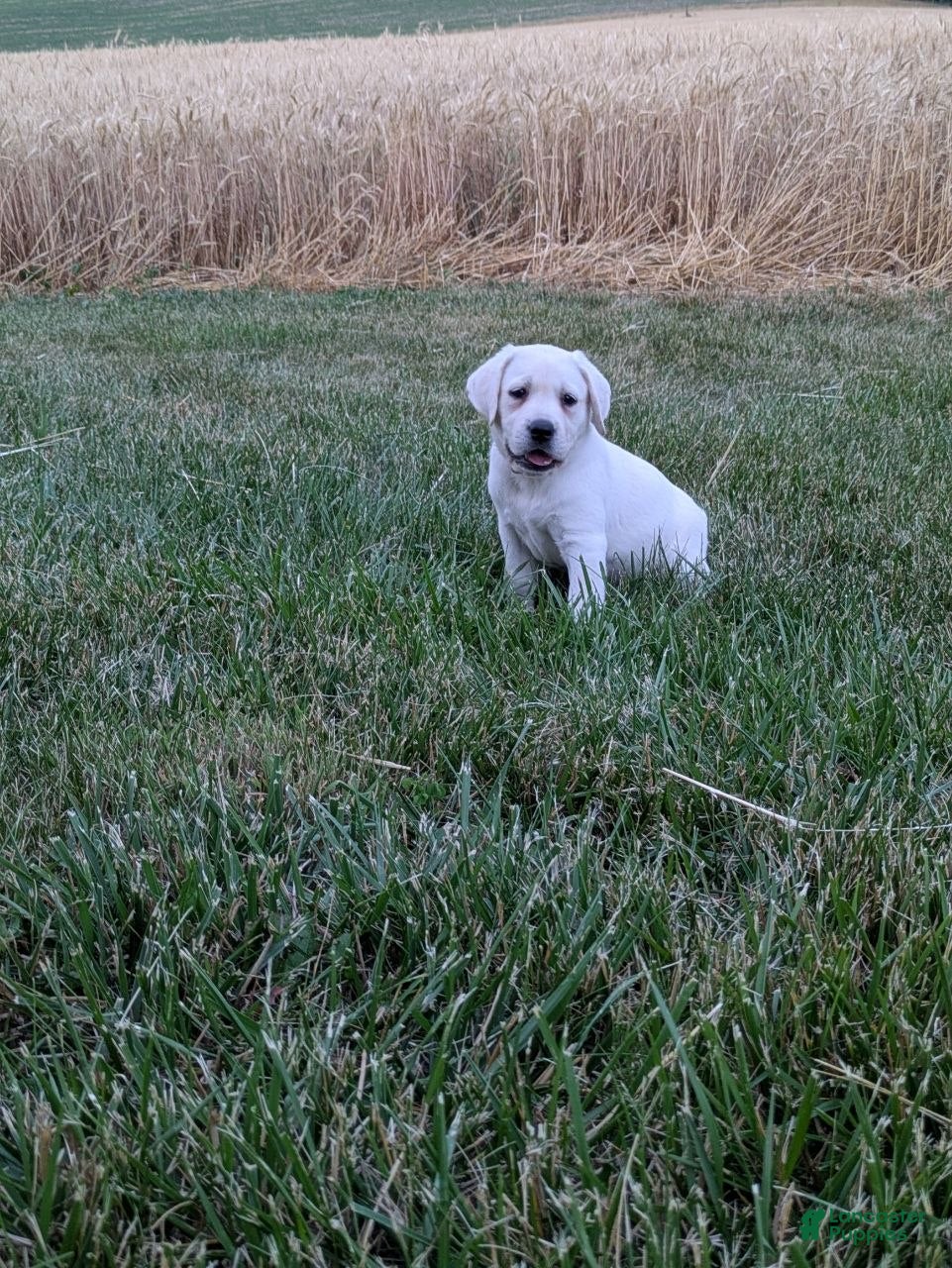 Labrador Retriever dogs Blizzard - Ad 1