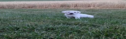 Labrador Retriever dogs for sale: Blizzard - Ad 1