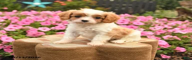 Cora 