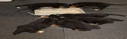 Bernese Mountain Dog dogs for sale: CamoGreen - Ad 26