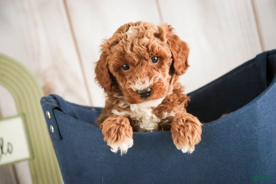 Miniature Poodle dogs for sale: Jasper - Ad 7