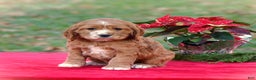 Cocker Spaniel dogs for sale: Jodie - Ad 1