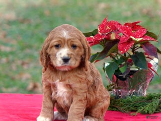 Cocker Spaniel dogs Jodie - Ad 25