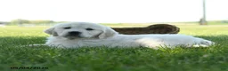 Golden Retriever dogs for sale: Logan - Ad 3