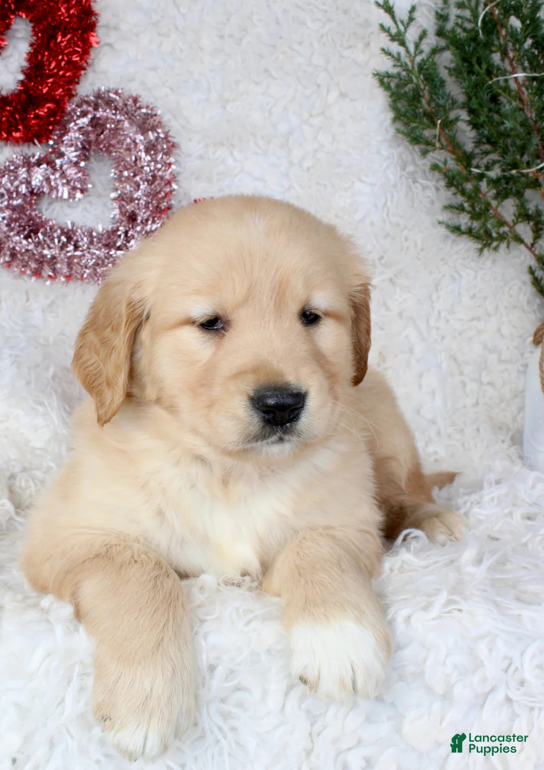 Golden Retriever dogs for sale: Golden Retriever Puppy Female 2 - Ad 3