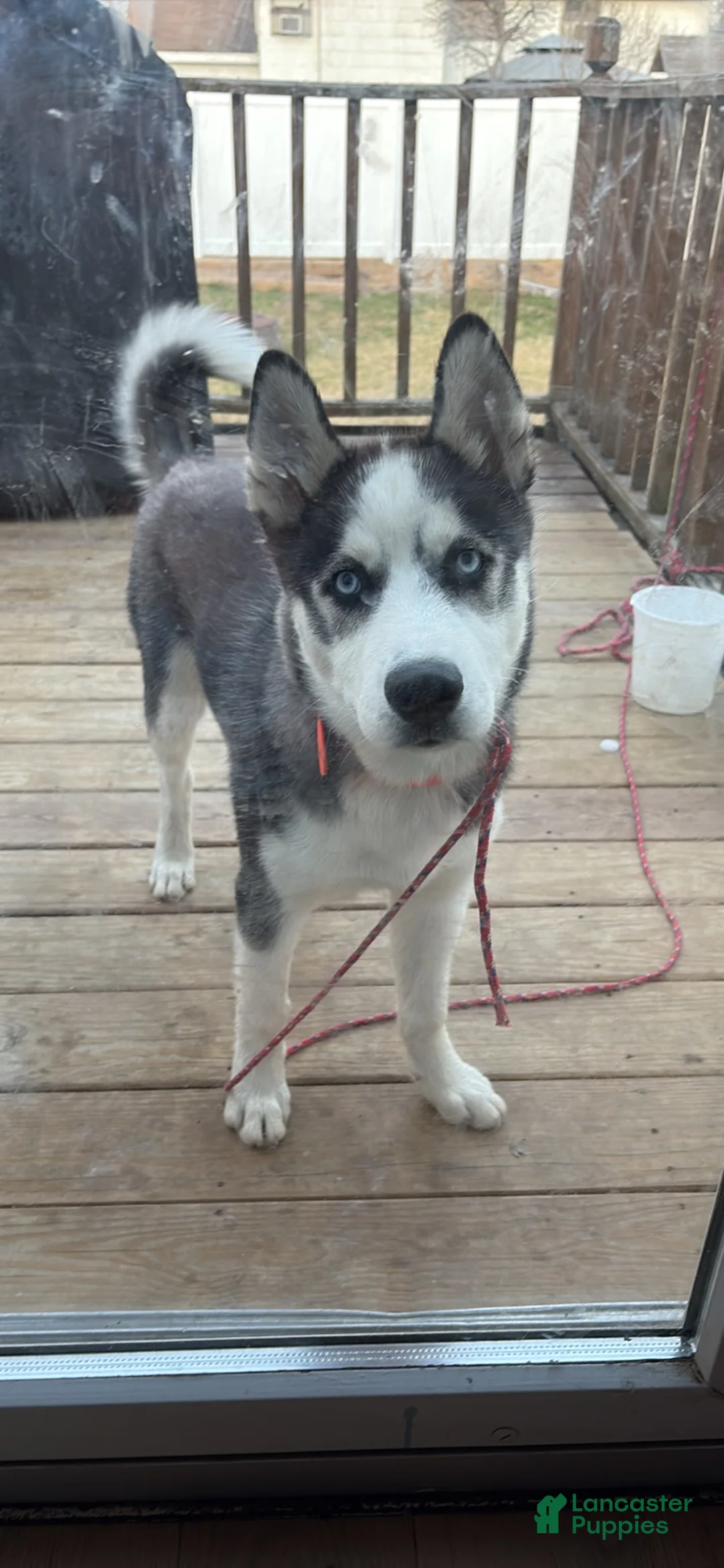 Siberian Husky dogs for sale: Siberian Husky Puppy 1 - Ad 4