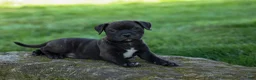 Staffordshire Bull Terrier dogs for sale: Moose 🐶 - Ad 6