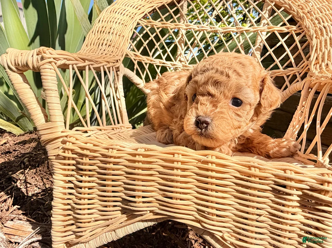Toy Poodle dogs for sale: Iris  - Ad 2